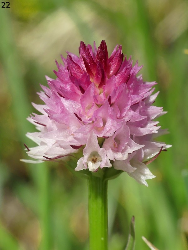 Nigritella widderi  Dolomiti di Zoldo 4 luglio 2018