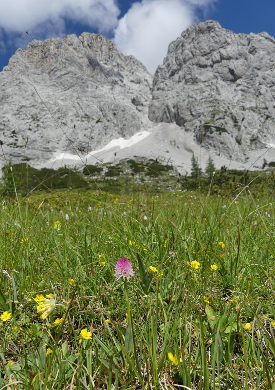 Nigritella widderi  Dolomiti di Zoldo 4 luglio 2018