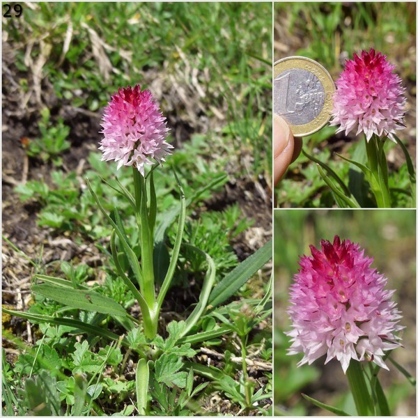 Nigritella widderi  Dolomiti di Zoldo 4 luglio 2018