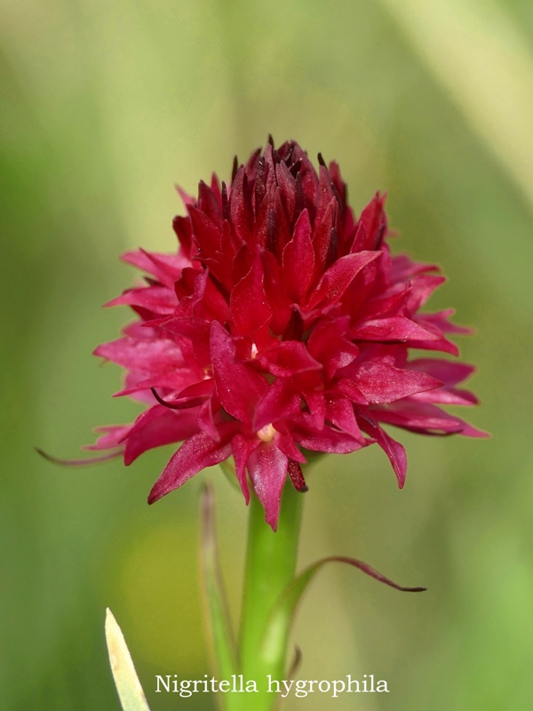 Nigritella widderi  Dolomiti di Zoldo 4 luglio 2018