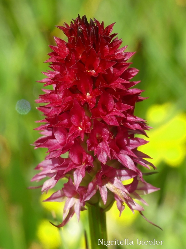 Nigritella widderi  Dolomiti di Zoldo 4 luglio 2018