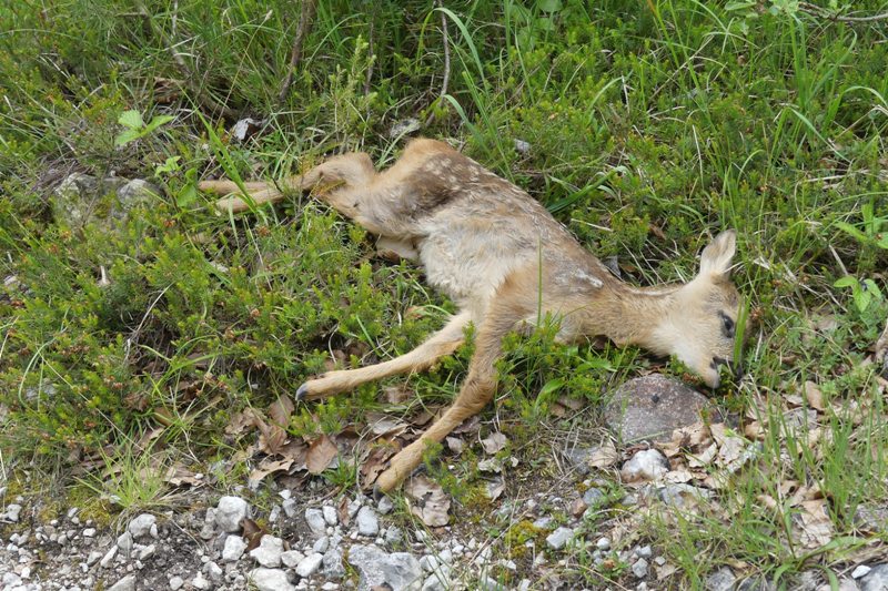 Immagine triste e cruda di un giovane capriolo morto