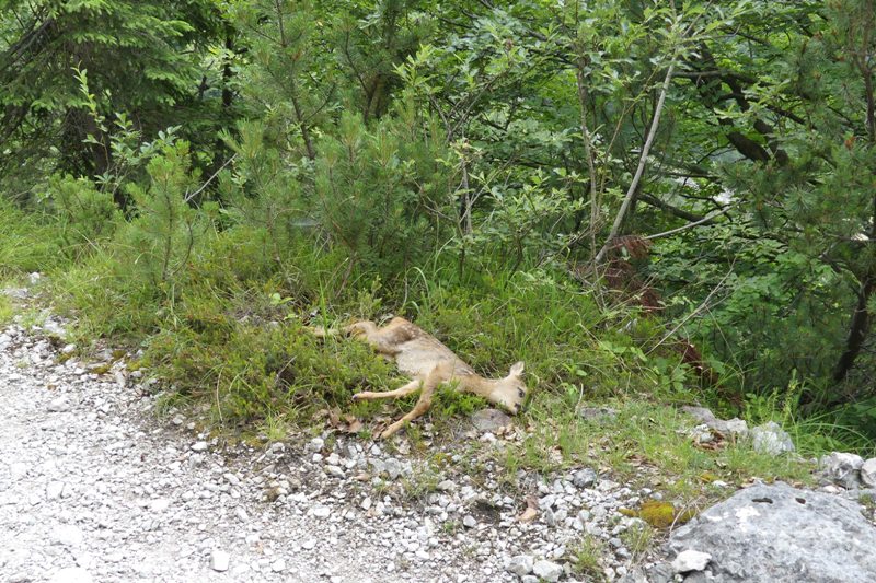 Immagine triste e cruda di un giovane capriolo morto