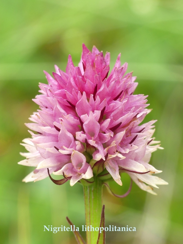 Nigritella in Slovenia: N.kossutensis, N.karawankarum, N.ravnikii  5 luglio 2018