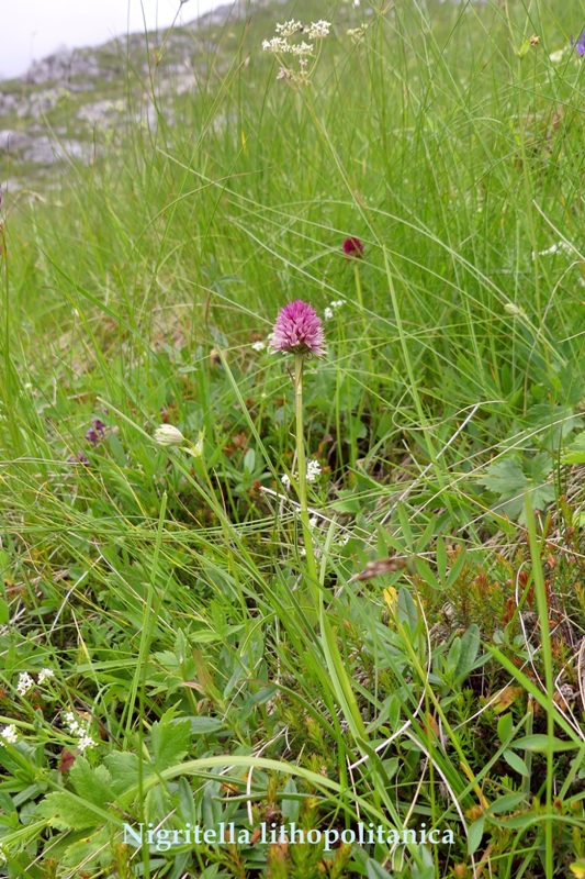 Nigritella in Slovenia: N.kossutensis, N.karawankarum, N.ravnikii  5 luglio 2018