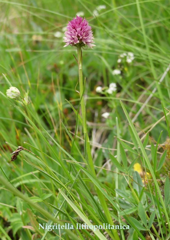 Nigritella in Slovenia: N.kossutensis, N.karawankarum, N.ravnikii  5 luglio 2018