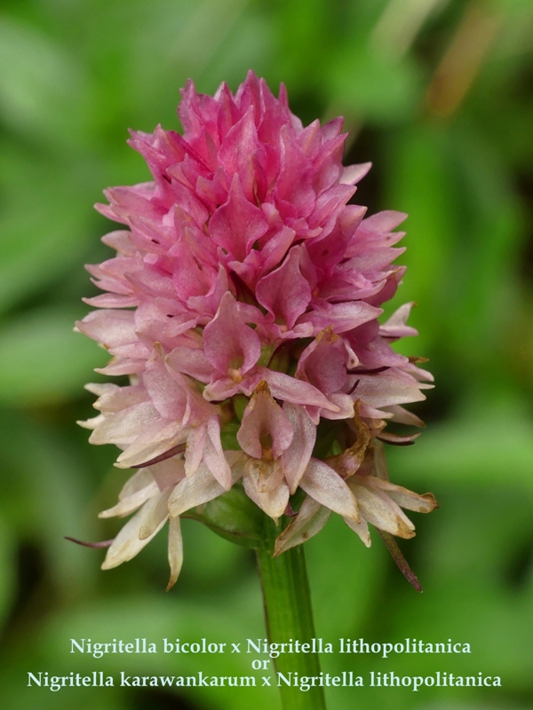 Nigritella in Slovenia: N.kossutensis, N.karawankarum, N.ravnikii  5 luglio 2018