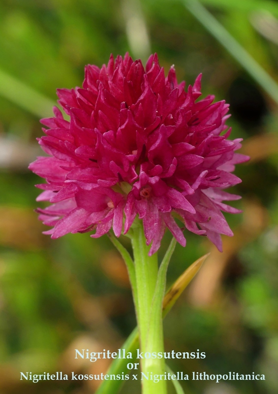 Nigritella in Slovenia: N.kossutensis, N.karawankarum, N.ravnikii  5 luglio 2018