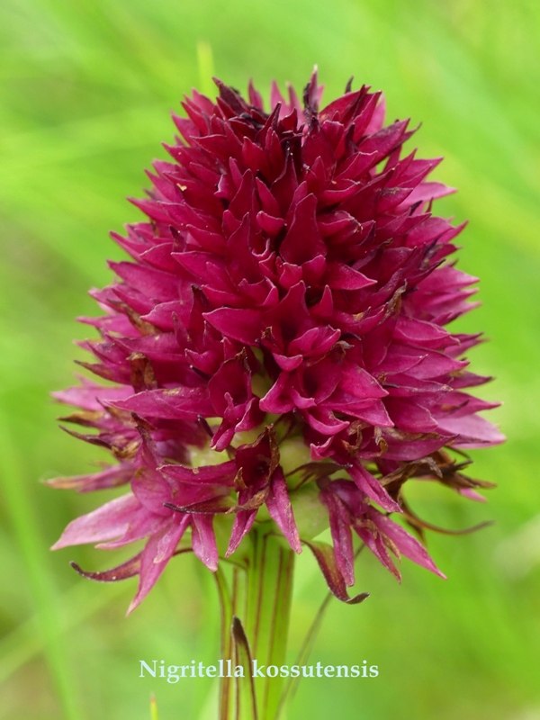 Nigritella in Slovenia: N.kossutensis, N.karawankarum, N.ravnikii  5 luglio 2018