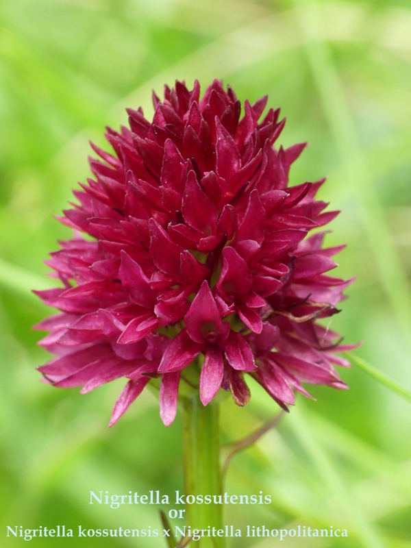 Nigritella in Slovenia: N.kossutensis, N.karawankarum, N.ravnikii  5 luglio 2018