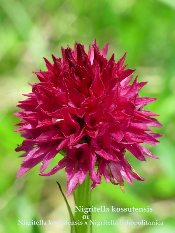 Nigritella in Slovenia: N.kossutensis, N.karawankarum, N.ravnikii  5 luglio 2018