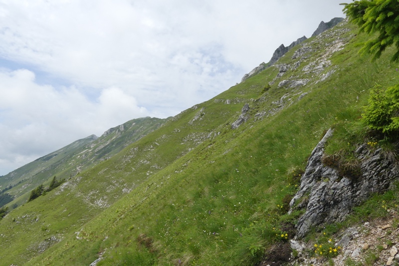 Nigritella in Slovenia: N.kossutensis, N.karawankarum, N.ravnikii  5 luglio 2018