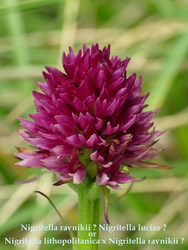 Nigritella in Slovenia: N.kossutensis, N.karawankarum, N.ravnikii  5 luglio 2018