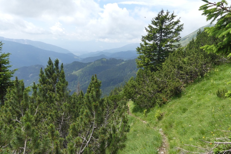 Nigritella in Slovenia: N.kossutensis, N.karawankarum, N.ravnikii  5 luglio 2018