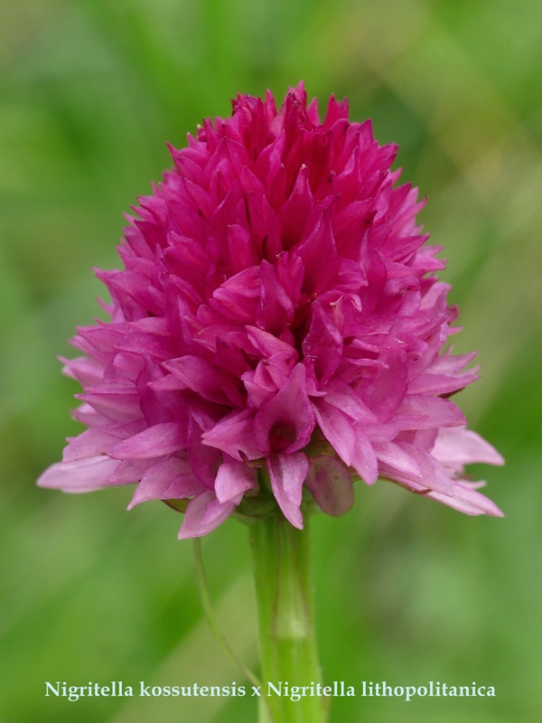 Nigritella in Slovenia: N.kossutensis, N.karawankarum, N.ravnikii  5 luglio 2018