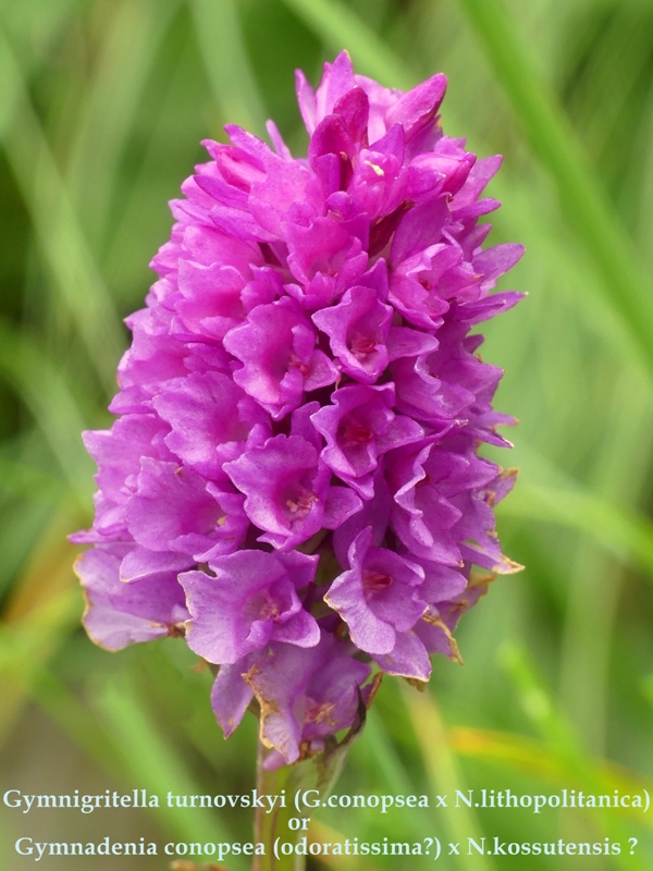 Nigritella in Slovenia: N.kossutensis, N.karawankarum, N.ravnikii  5 luglio 2018