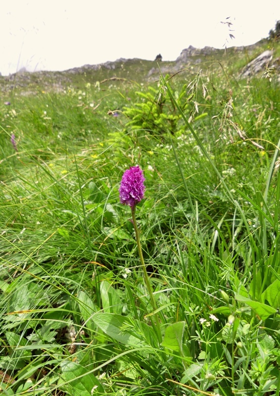 Nigritella in Slovenia: N.kossutensis, N.karawankarum, N.ravnikii  5 luglio 2018