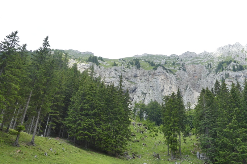 Nigritella in Slovenia: N.kossutensis, N.karawankarum, N.ravnikii  5 luglio 2018