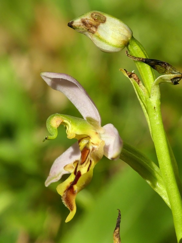 Ophrys apifera var. jurana o curviflora, oppure solo un lusus? 27 giugno 2020