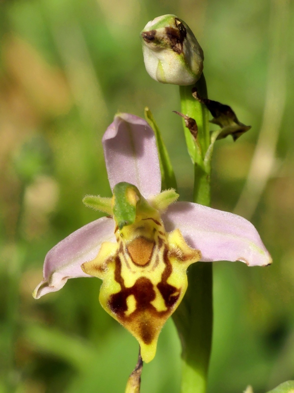 Ophrys apifera var. jurana o curviflora, oppure solo un lusus? 27 giugno 2020