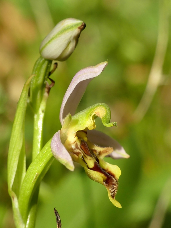 Ophrys apifera var. jurana o curviflora, oppure solo un lusus? 27 giugno 2020