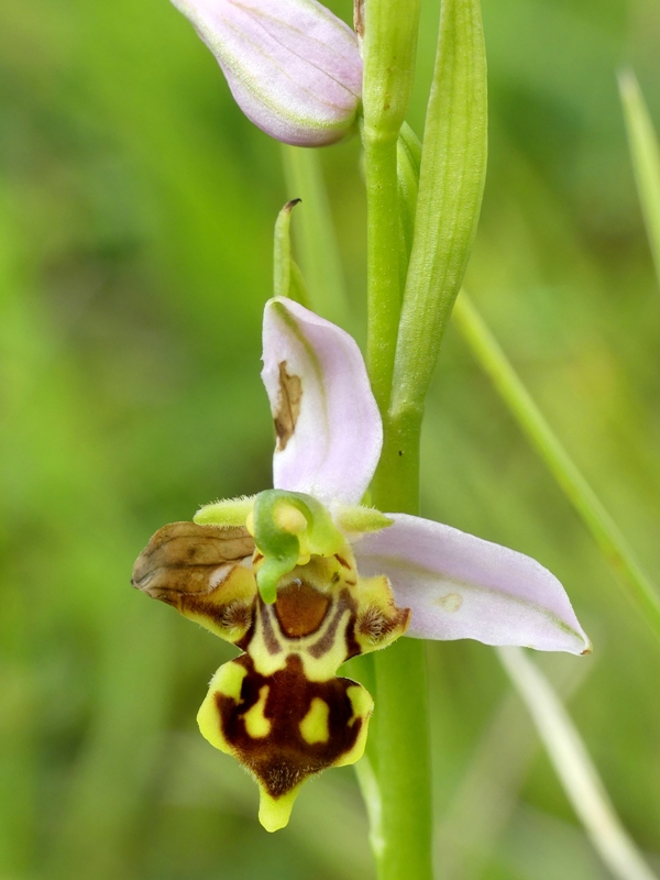 Ophrys apifera var. jurana o curviflora, oppure solo un lusus? 27 giugno 2020