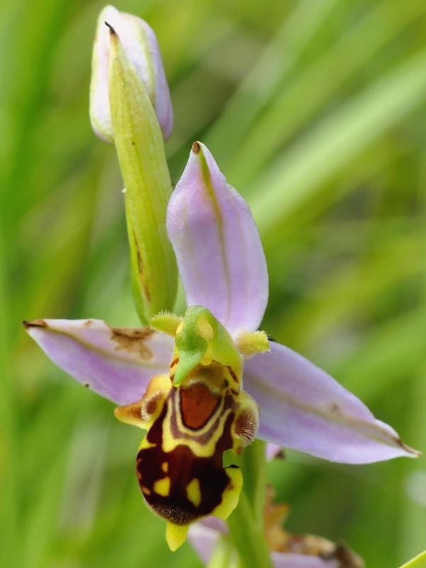 Ophrys apifera var. jurana o curviflora, oppure solo un lusus? 27 giugno 2020