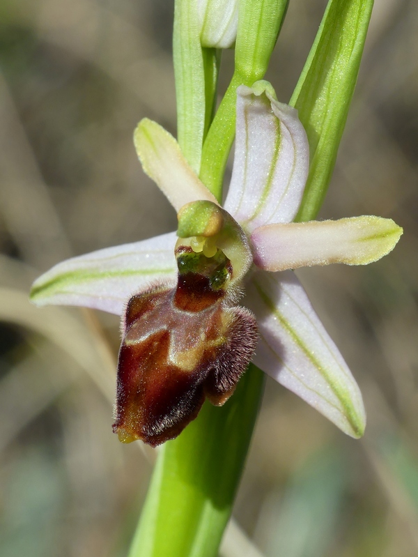 Ophrys exaltata subsp. archipelagi in Abruzzo marzo e aprile 2019