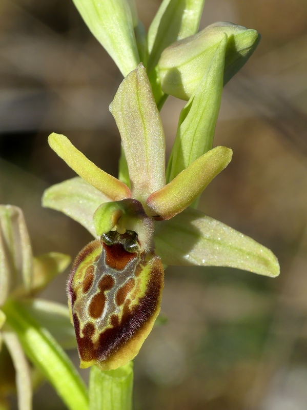 Ophrys exaltata subsp. archipelagi in Abruzzo marzo e aprile 2019