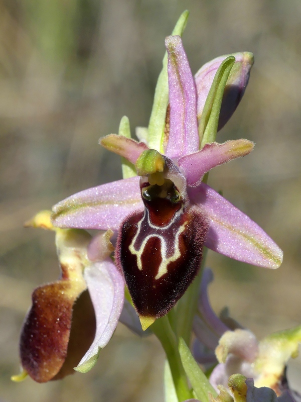 Ophrys exaltata subsp. archipelagi in Abruzzo marzo e aprile 2019