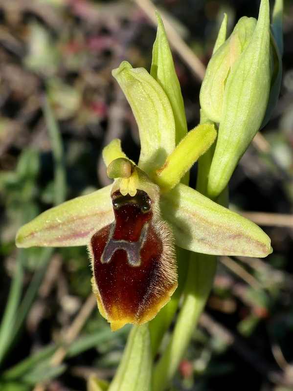 Ophrys exaltata subsp. archipelagi in Abruzzo marzo e aprile 2019