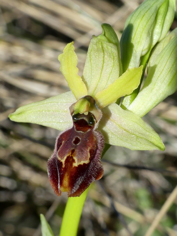 Ophrys exaltata subsp. archipelagi in Abruzzo marzo e aprile 2019