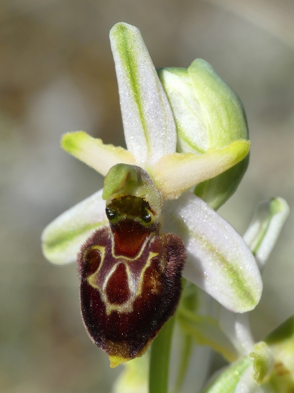 Ophrys exaltata subsp. archipelagi in Abruzzo marzo e aprile 2019