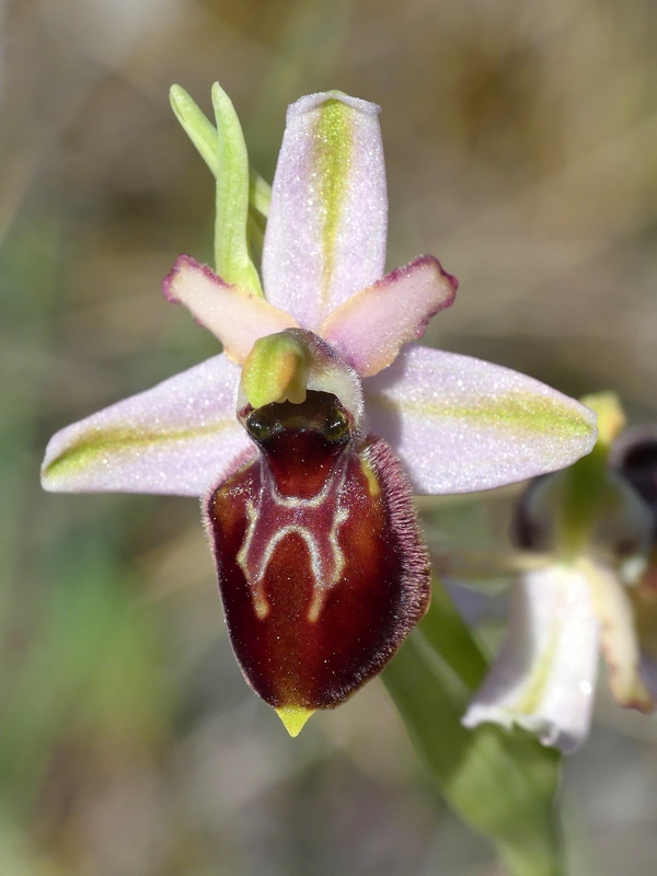 Ophrys exaltata subsp. archipelagi in Abruzzo marzo e aprile 2019