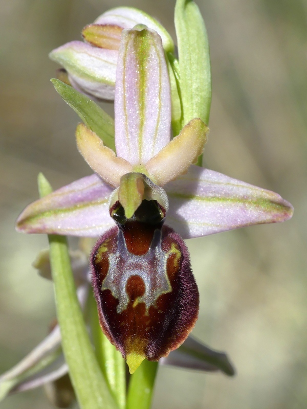 Ophrys exaltata subsp. archipelagi in Abruzzo marzo e aprile 2019