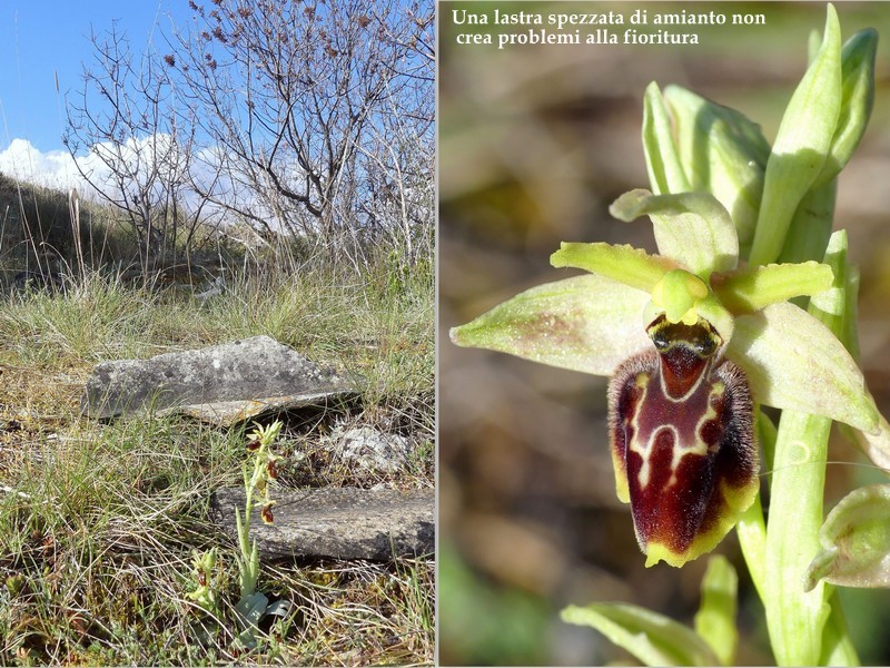 Ophrys exaltata subsp. archipelagi in Abruzzo marzo e aprile 2019