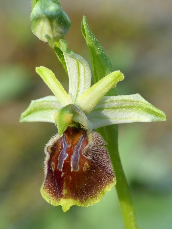 Ophrys exaltata subsp. archipelagi in Abruzzo marzo e aprile 2019