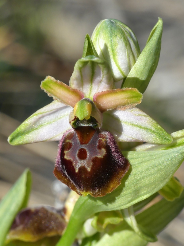 Ophrys exaltata subsp. archipelagi in Abruzzo marzo e aprile 2019