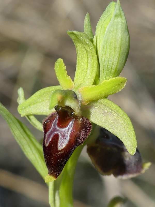 Ophrys exaltata subsp. archipelagi in Abruzzo marzo e aprile 2019