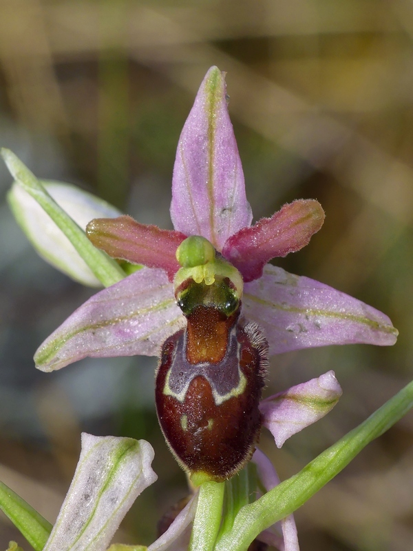 Ophrys exaltata subsp. archipelagi in Abruzzo marzo e aprile 2019