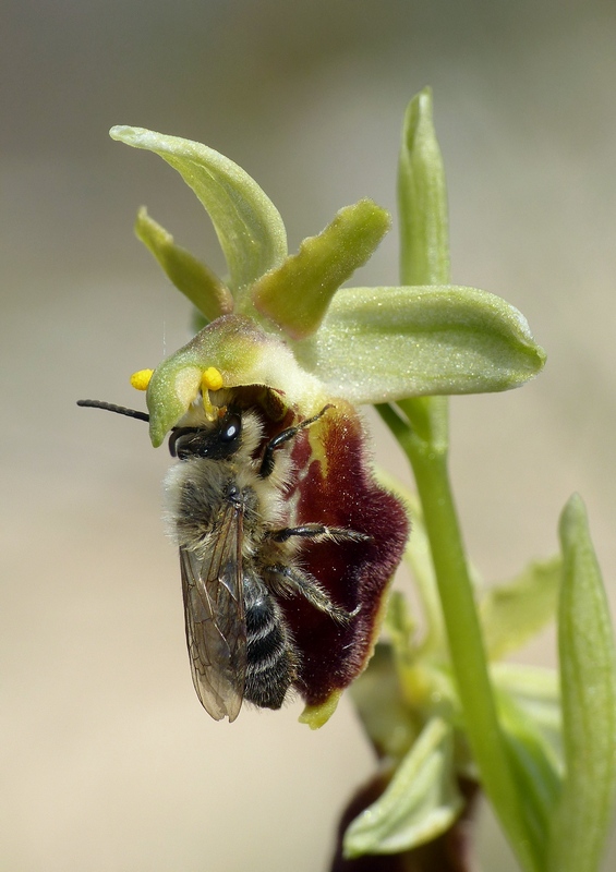 Ophrys exaltata subsp. archipelagi in Abruzzo marzo e aprile 2019