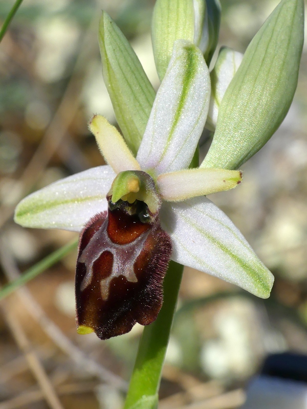 Ophrys exaltata subsp. archipelagi in Abruzzo marzo e aprile 2019