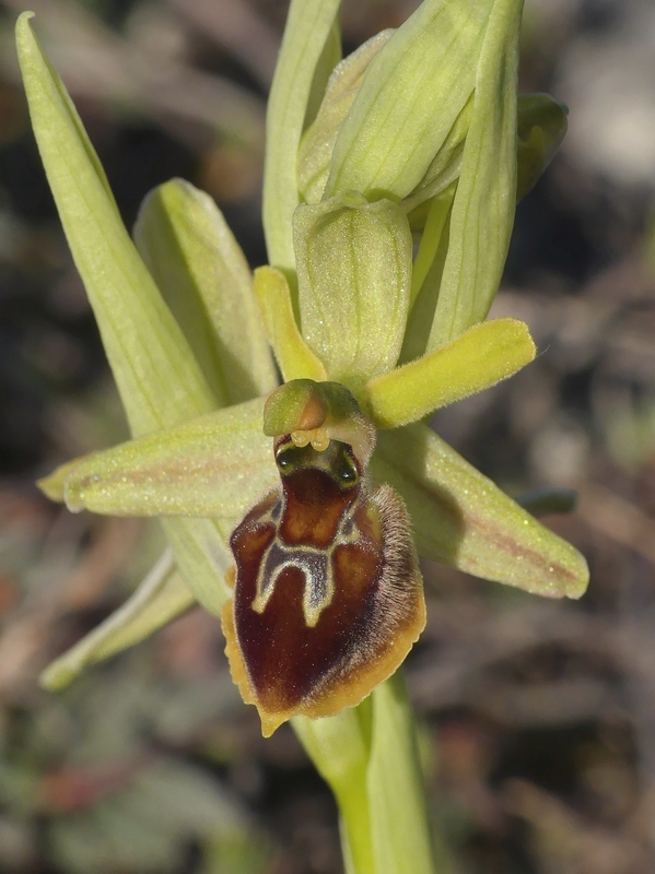 Ophrys exaltata subsp. archipelagi in Abruzzo marzo e aprile 2019