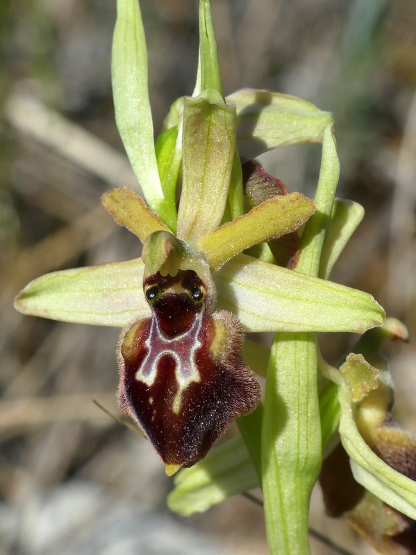 Ophrys exaltata subsp. archipelagi in Abruzzo marzo e aprile 2019