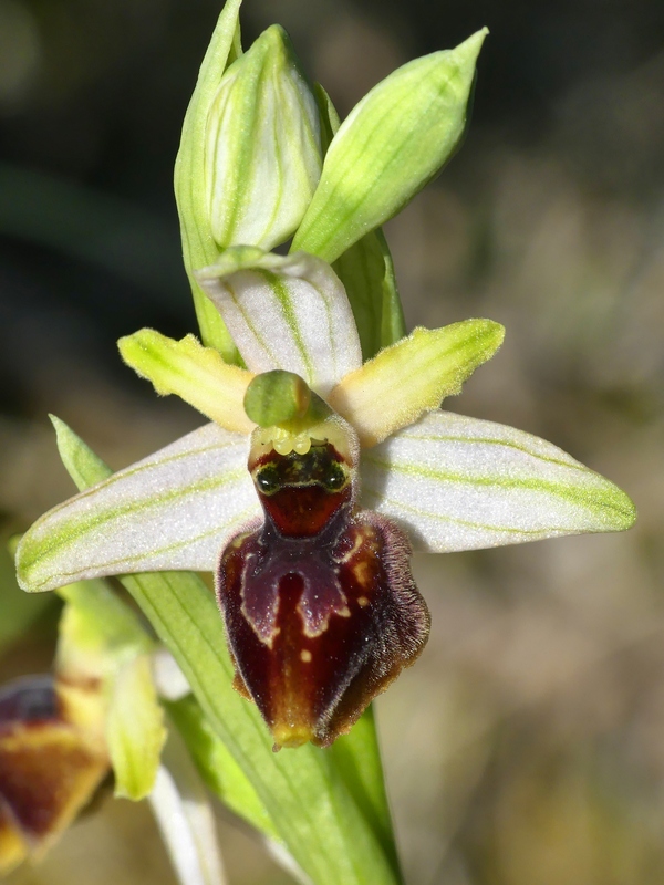 Ophrys exaltata subsp. archipelagi in Abruzzo marzo e aprile 2019