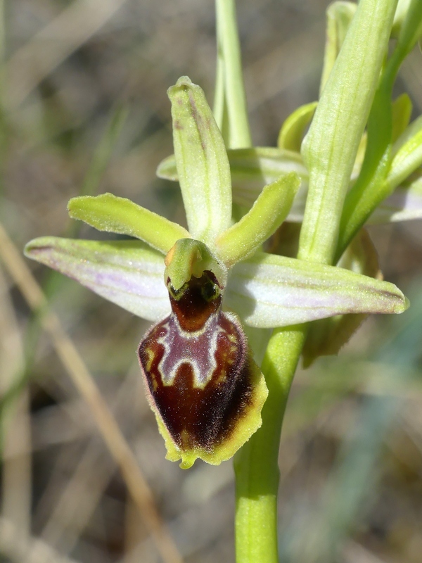 Ophrys exaltata subsp. archipelagi in Abruzzo marzo e aprile 2019