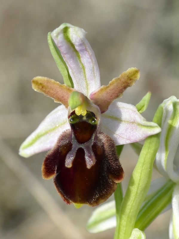 Ophrys exaltata subsp. archipelagi in Abruzzo marzo e aprile 2019