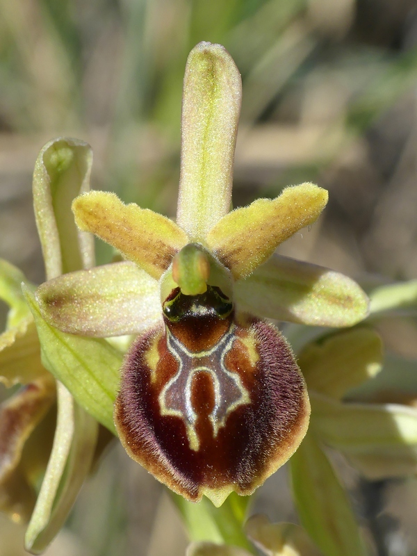 Ophrys exaltata subsp. archipelagi in Abruzzo marzo e aprile 2019