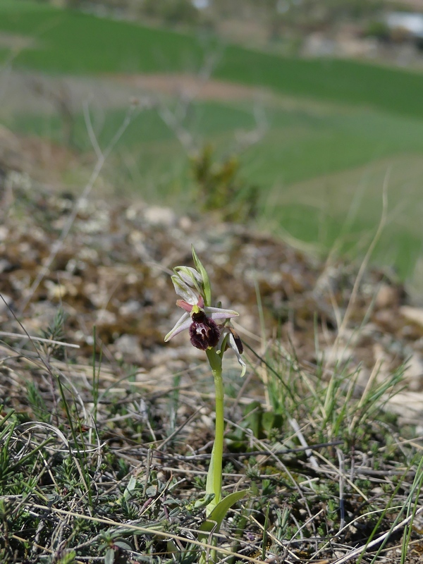 Ophrys exaltata subsp. archipelagi in Abruzzo marzo e aprile 2019