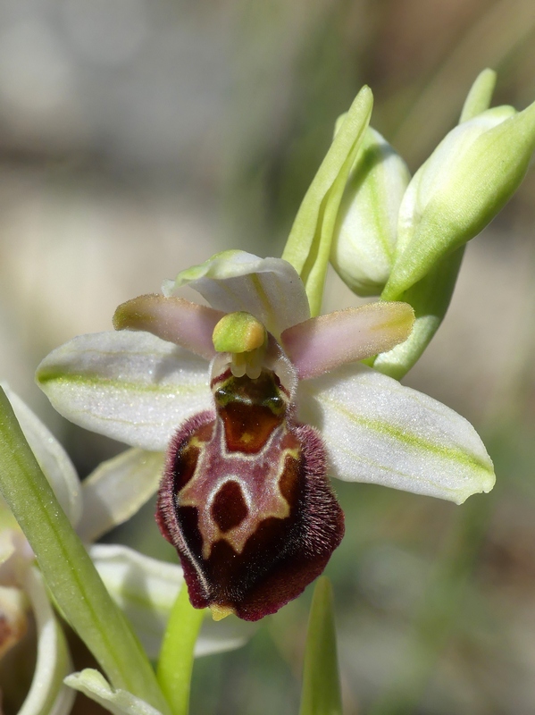 Ophrys exaltata subsp. archipelagi in Abruzzo marzo e aprile 2019